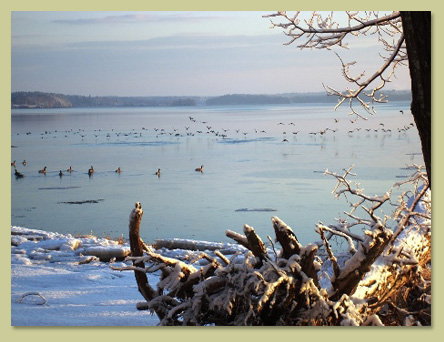 ©Russ Simon, Great Bay Shoreline View